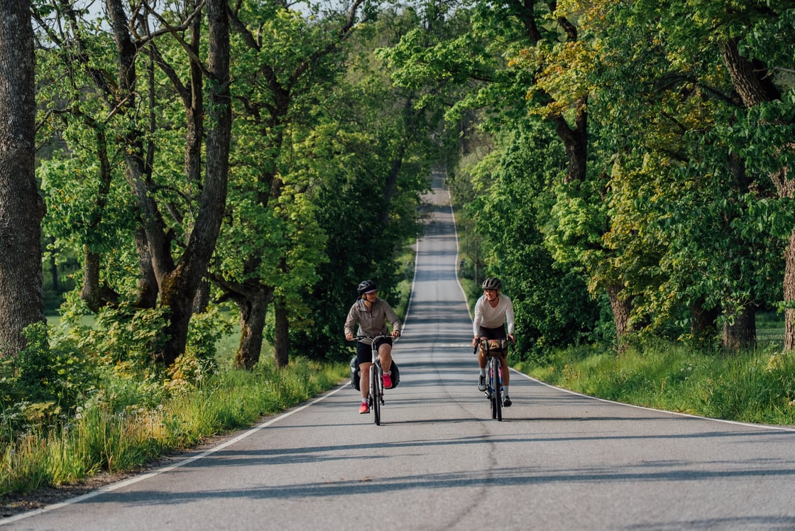 Kaksi henkilöä pyöräilemässä asfalttitiellä vanhojen tammien katveessa.