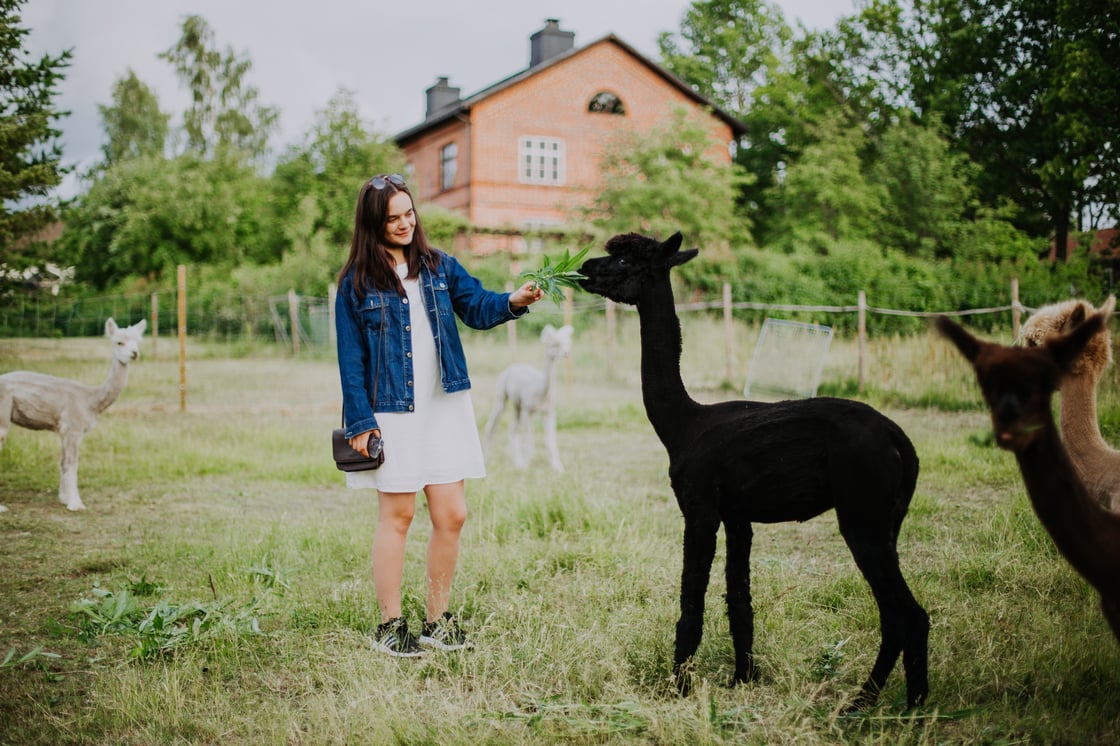 Tyttö ruokkii alpakkaa Mathildedalissa.