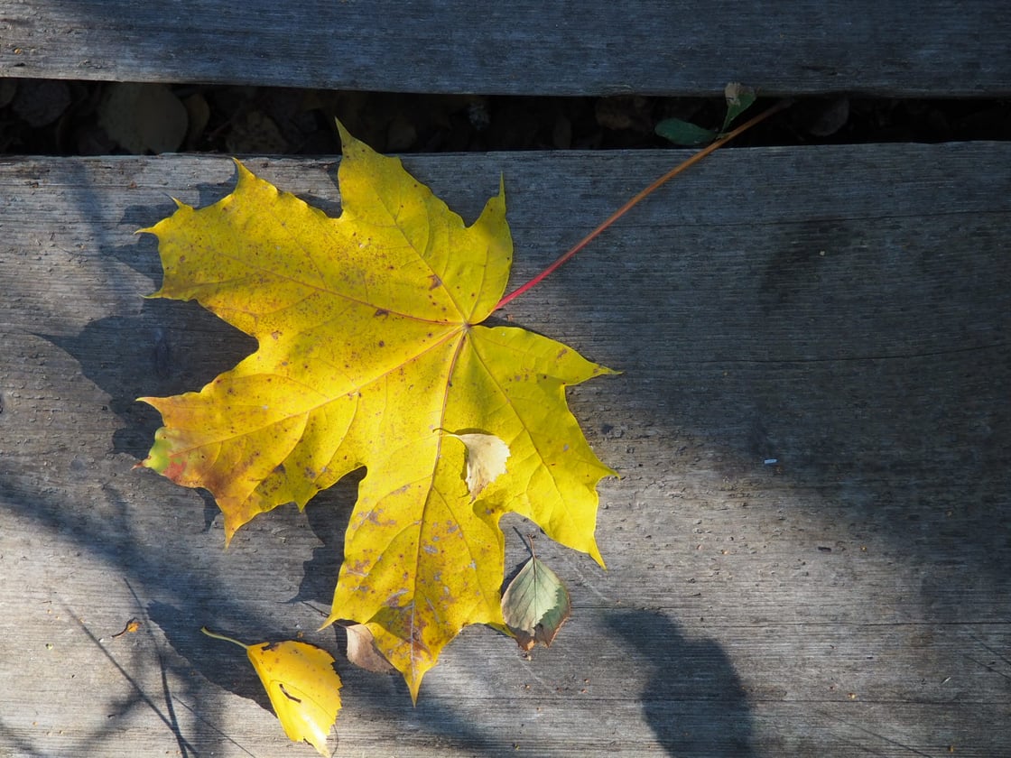 Keltainen vaahteranlehti_Tiina Backma