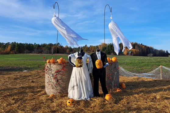 Päätön aviopari kurpitsapellolla_Tiina Backman-pieni