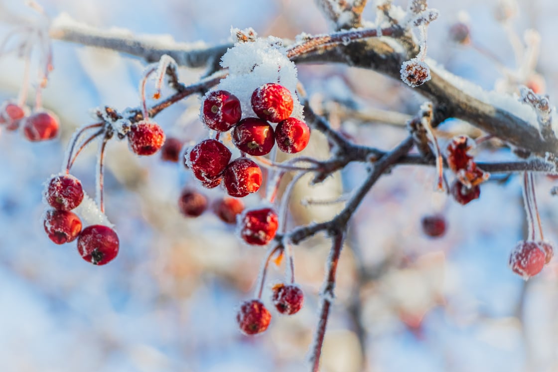 Jäätyneet pihlajanmarjat roikkuu lumipeitteisellä oksalla.