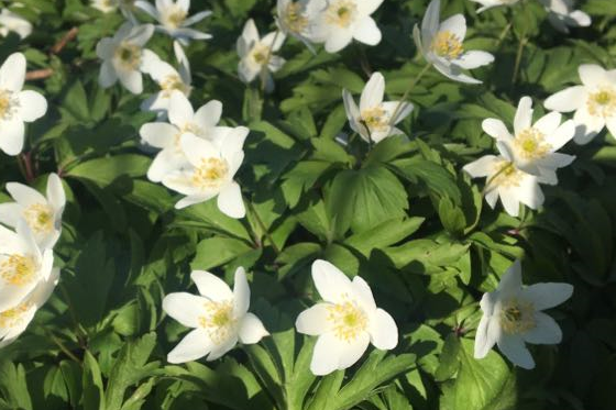 Valkovuokot_uutiskirje