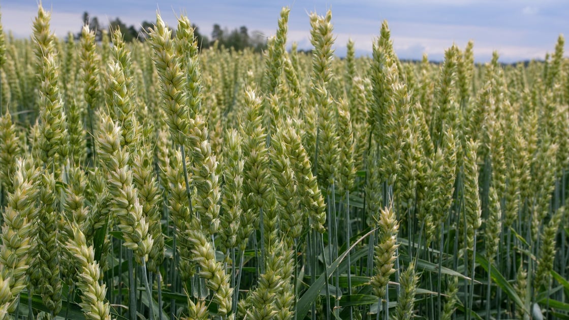Vehnäkasvusto kuvaaja Mediafarmi